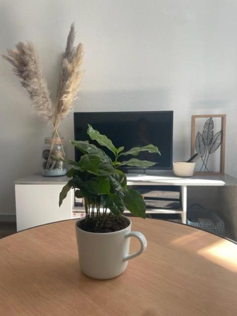 Appartement Calme Au Coeur De La Ville Лон-льо-Соние Екстериор снимка